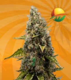 Strawberry Kush Fem min