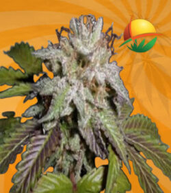 Sunset Sherbet Feminized