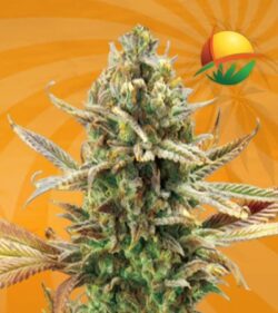 Super Critical Feminized min 1
