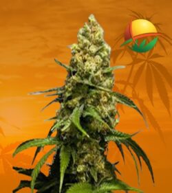 Super Skunk Feminized min