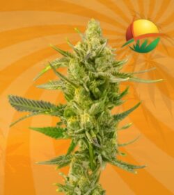 Super Skunk autoflower min
