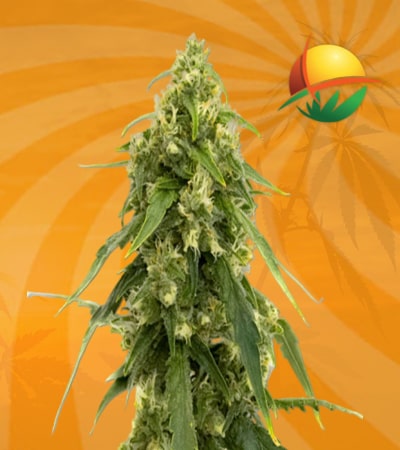 Tangerine Autoflower min