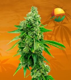 Tangie cbd min 1