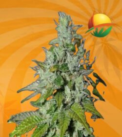 Triangle Kush Feminized min