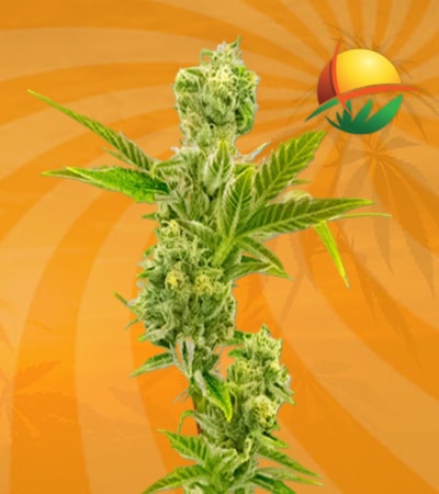 Triple XL Autoflower min