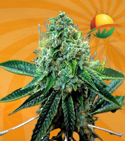 True OG Feminized min