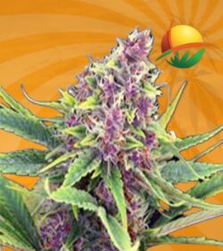 Ultra Violet OG Feminized min 1