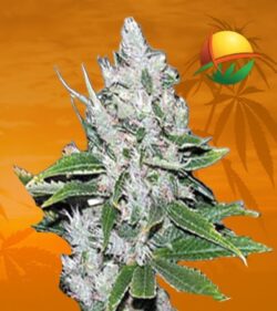 White Amnesia Feminized min