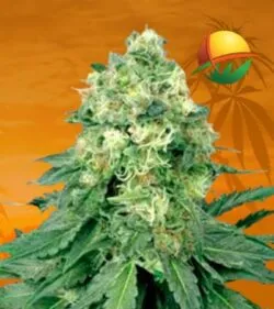 White Widow Reg min
