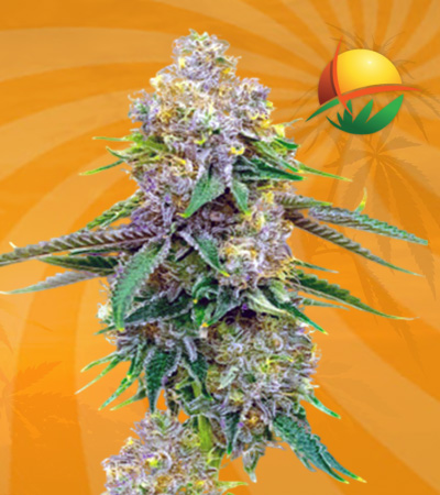 Yumbolt Autoflower