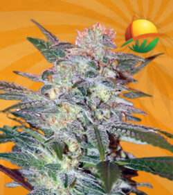 Yumbolt Feminized