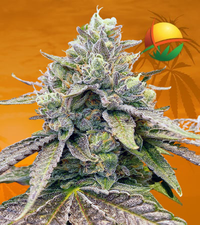 Zkitllez Autoflower Marijuana Seeds 1