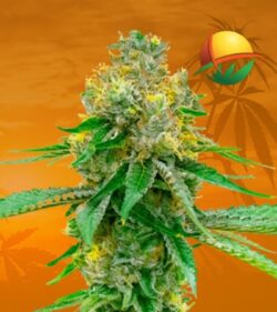 black berry kush fem min