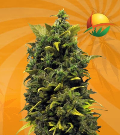 blue cheese fem min