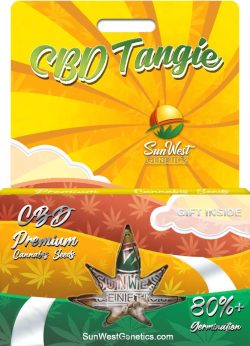 CBD Tangie Strain Feminized Marijuana Seeds