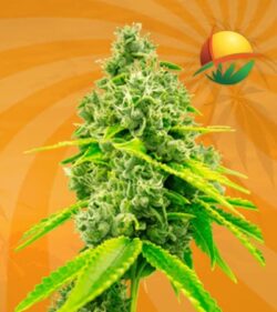 chocolope fem min