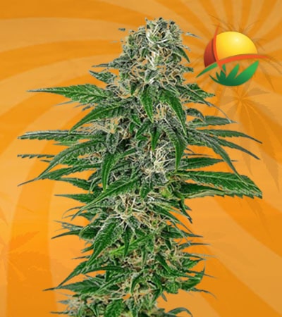 earlu skunk fem min