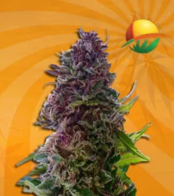 granddaddypurple