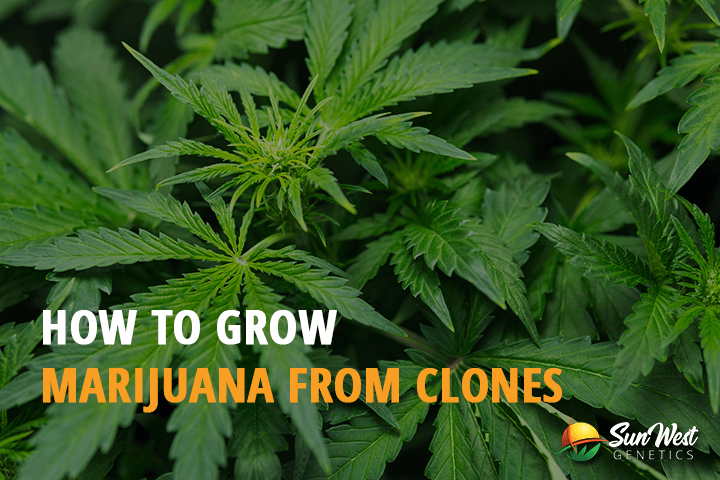 how to grow marijuana from clones