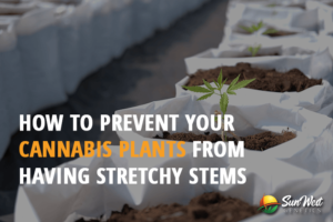 how to prevent your cannabis plants from having stretchy stems