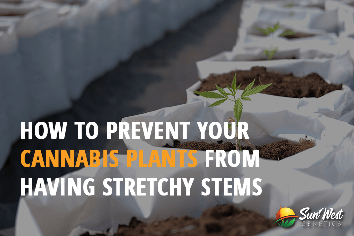 how to prevent your cannabis plants from having stretchy stems