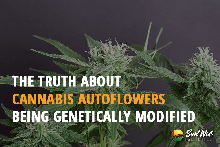 the truth about cannabis autoflowers being genetically modified