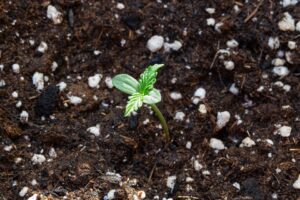 cannabis 5353152 960 720