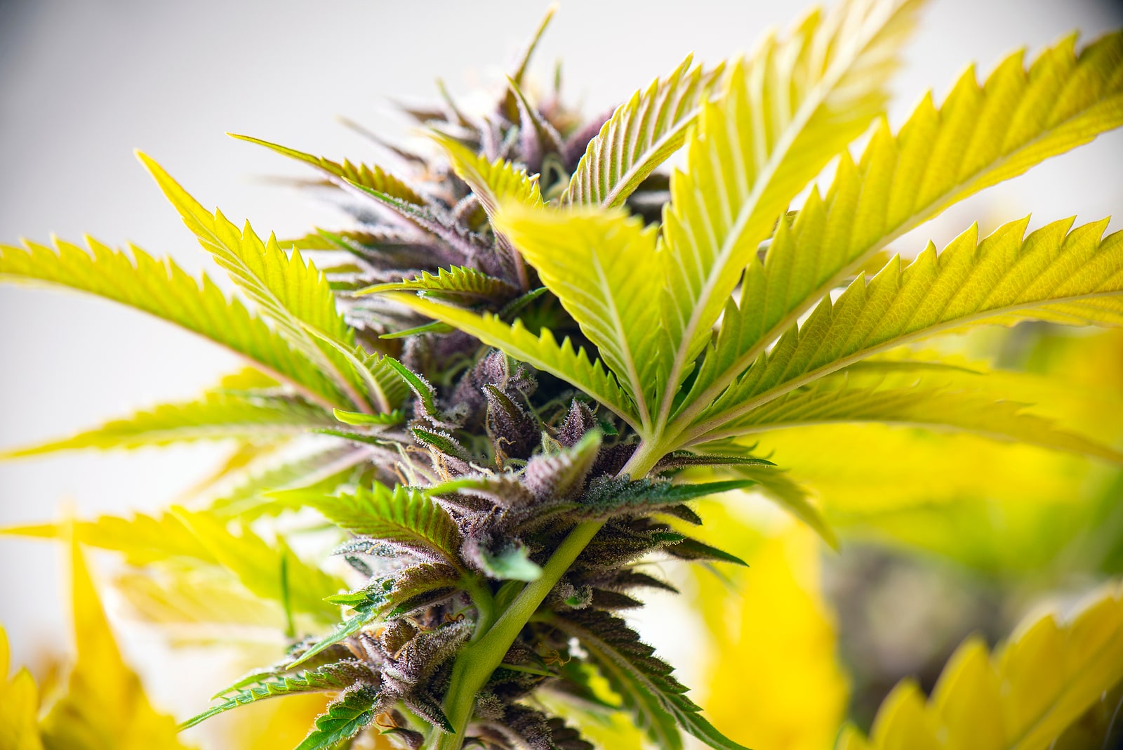 Marijuana Wikimedia