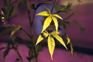 Marijuana plant problems main