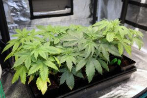 autoflowering plants under 250w hps