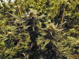 marijuana grow room cannabis hemp 1