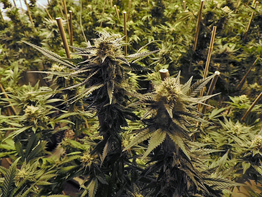 marijuana grow room cannabis hemp 1