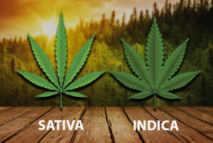 sativa vs indica