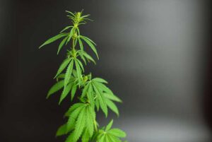 Cannabis Cultivation 1