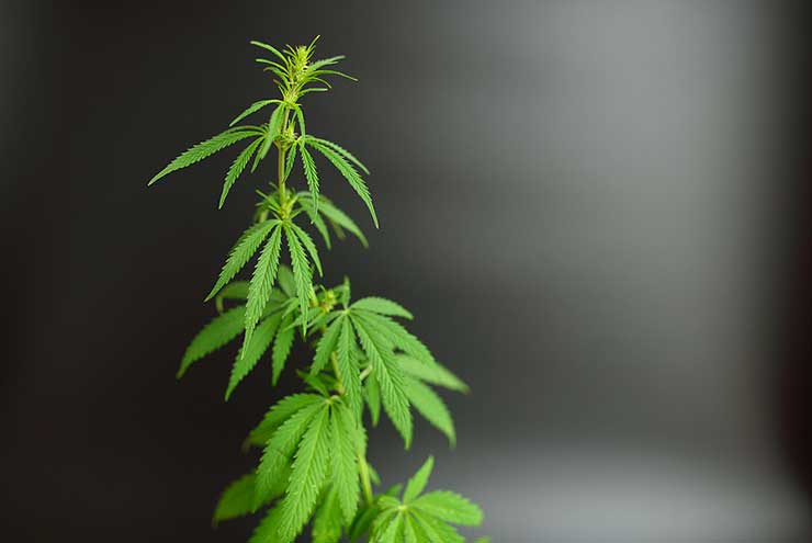 Cannabis Cultivation 1