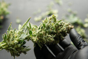 DRYING AND CURING CANNABIS 1