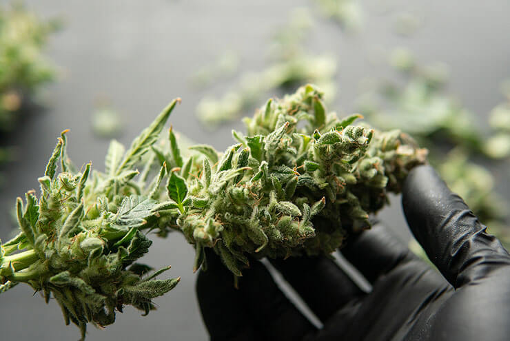 DRYING AND CURING CANNABIS 1