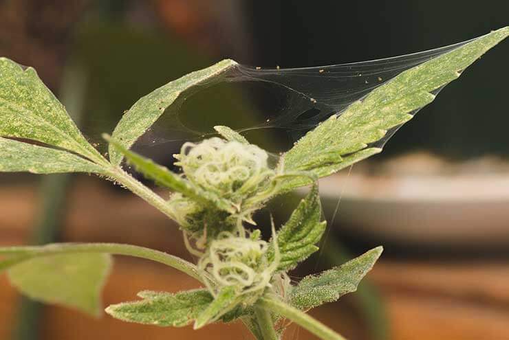 Marijuana Pests