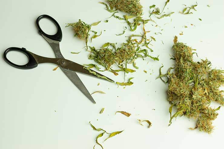 Recycling Marijuana Parts 1