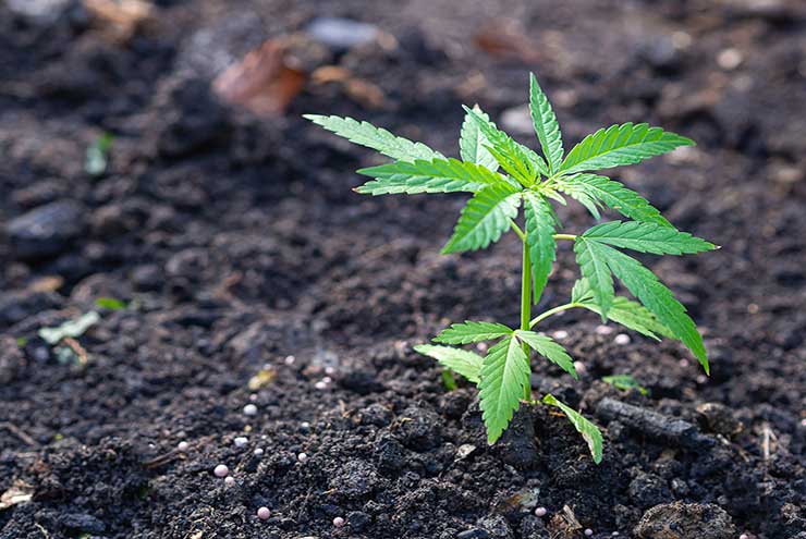 The Best Nutrients For Your Marijuana Plants