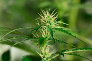 Topping Weed Plants 1