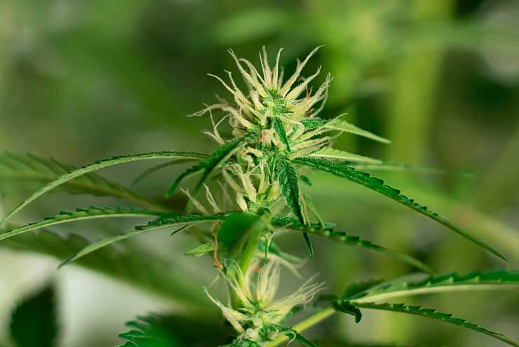Topping Weed Plants 1