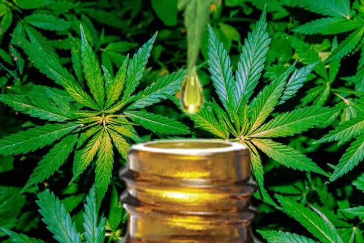 WHAT IS CBD OIL 1