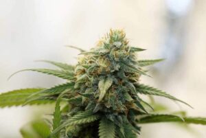 What are Cannabis Genotypes and Phenotypes 1