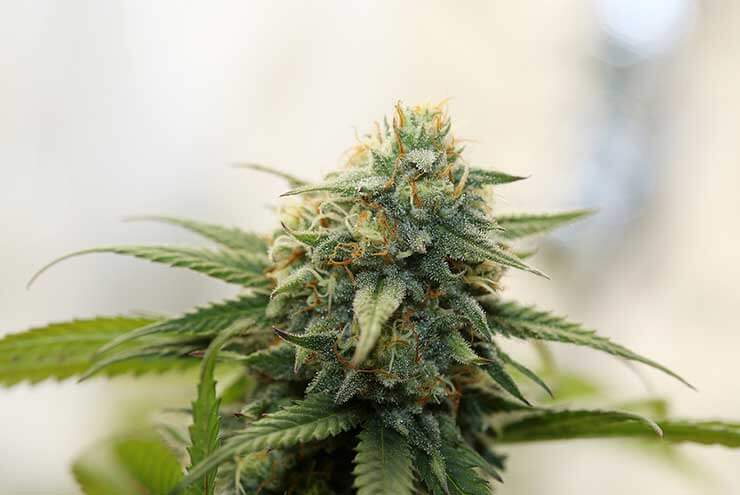 What are Cannabis Genotypes and Phenotypes 1