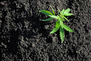 What is Cannabis Cultivar 1