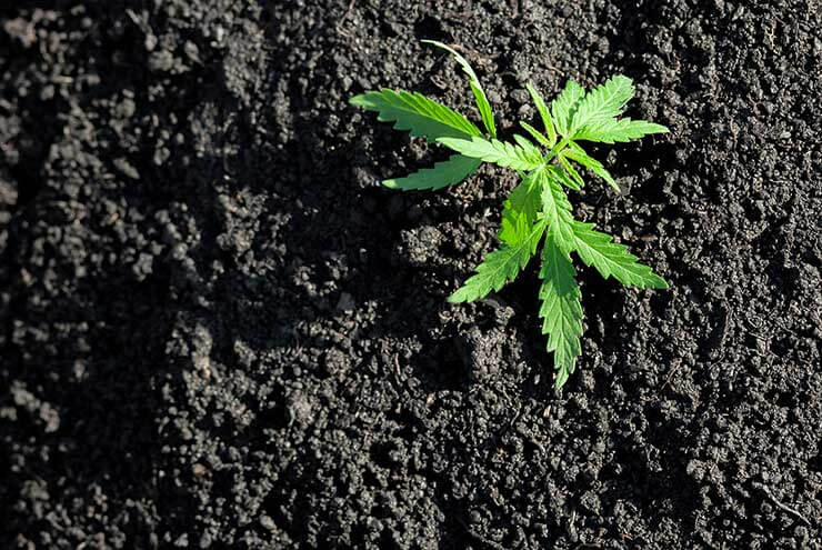 What is Cannabis Cultivar 1