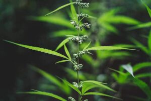 What to Do With a Male Weed Plant 1
