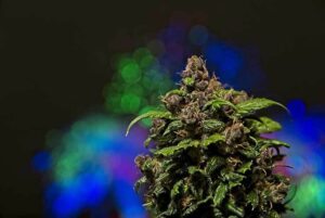 Cannabis Autoflower 1
