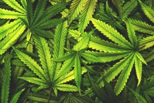 Cannabis Defoliation